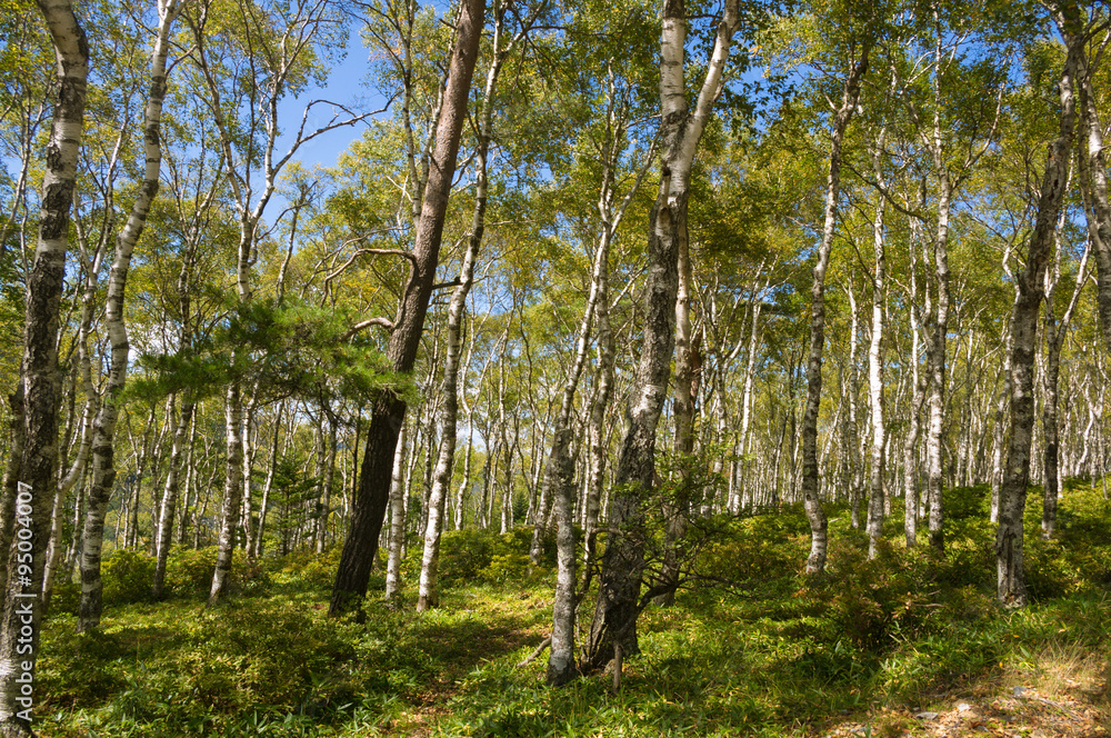 Birch forest.White tree
