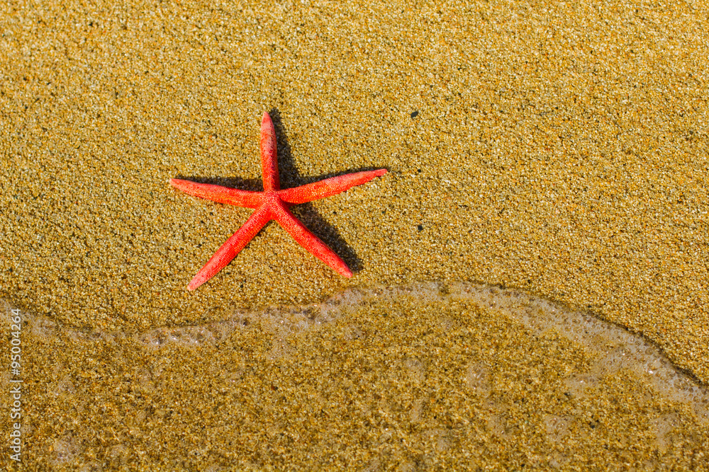 Summer Vacation Holiday Travel Beach Starfish Summer Vacation Holiday Travel Beach Starfish