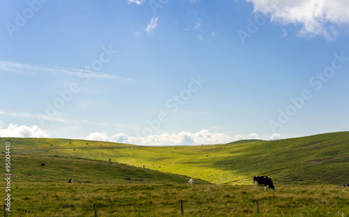 Japan's highland ranch, cattle, clear cloud 