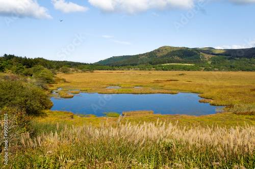 Wetlands of the plateau in Japan.Yellow grass.Sky reflected