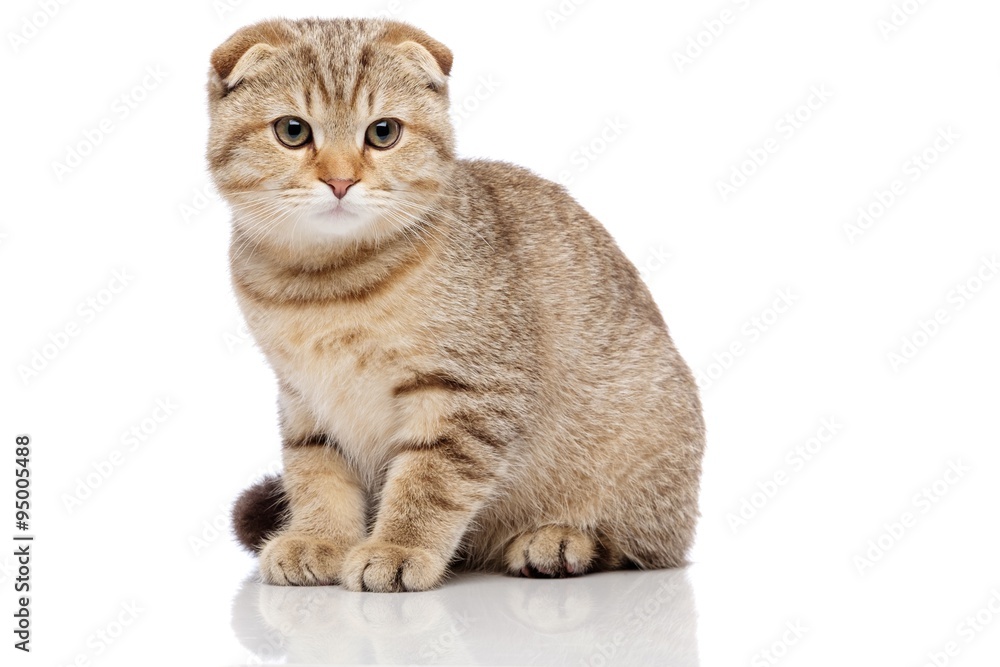 Fotografi Scottish fold cat