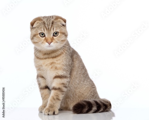 Scottish fold cat