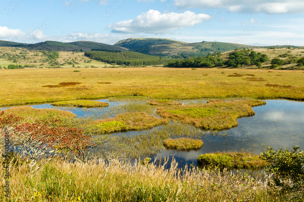 Wetlands of the plateau in Japan.Yellow grass.Sky reflected