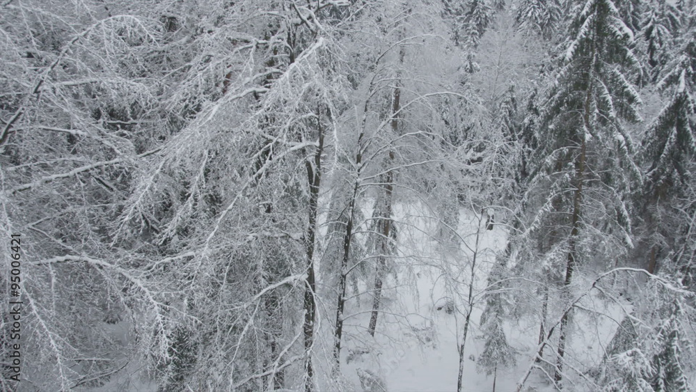 AERIAL: Snowy forest AERIAL: Snowy forest