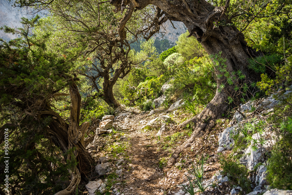 Sardegna, sentiero trekking a Baunei, Ogliastra Sardegna, sentiero trekking a Baunei, Ogliastra