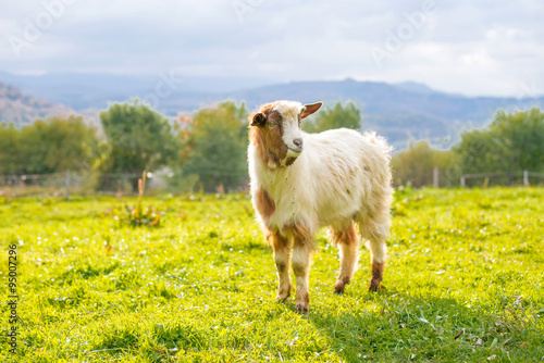 Goat on a pasture - selective focus over the goat