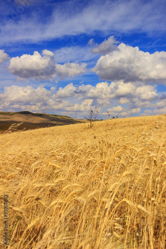 RURAL LANDSCAPE SUMMER.Between Apulia and Basilicata: cornfield in the wind.ITALY