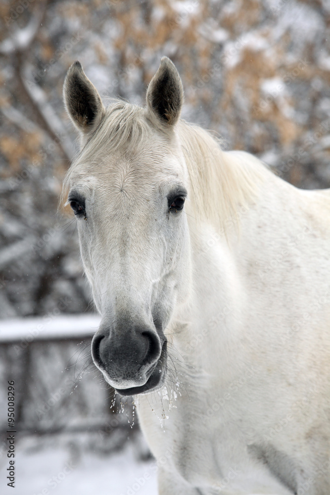 Portrait of a gray thoroughbred horse in a winter day Portrait of a gray thoroughbred horse in a winter day