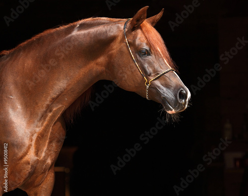 Purebred Arabian Horse, portrait of a bay mare with bridle #95008412