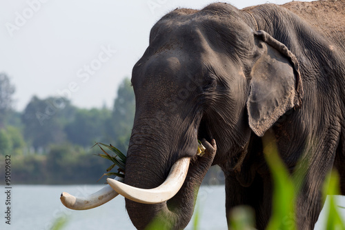 Canvas Print Asia Elephant in surin,Thailand.
