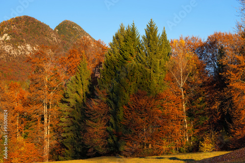 Autumnal Forest at Sunset - Trentino Italy / Autumnal forest with pines, beeches and firs at sunset. Val di Sella (Sella Valley), Borgo Valsugana, Trento, Italy 
