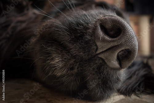 Particolare del muso di un  cane di razza  Cocker spaniel inglese nero photo