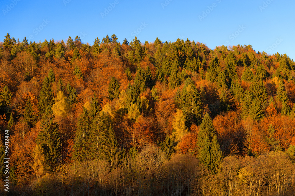 Autumnal Forest at Sunset - Trentino Italy / Autumnal forest with pines, beeches and firs at sunset. Val di Sella (Sella Valley), Borgo Valsugana, Trento, Italy