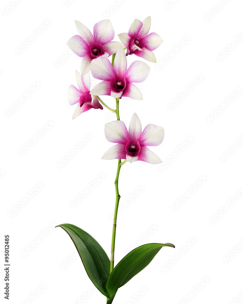 orchid flowers isolated on white