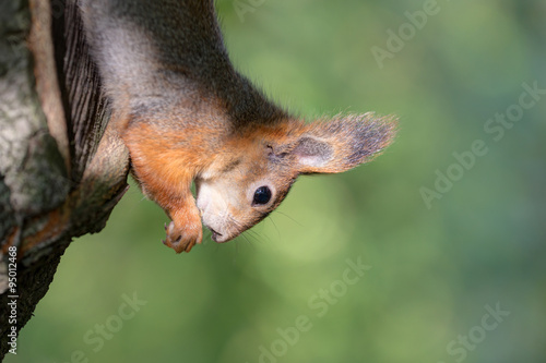 Portrait of a squirrel