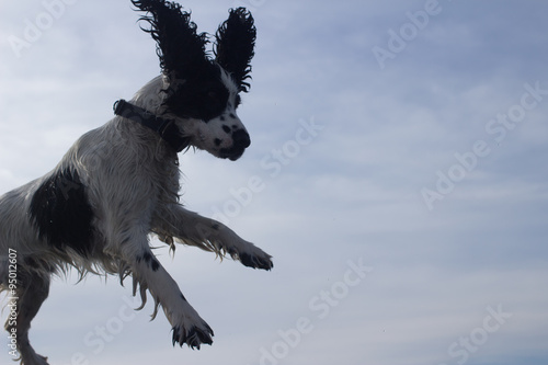 Flying Dog 
