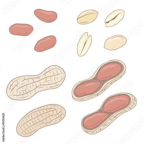 Peanuts. Set of peanuts, whole, shelled and blanched. Vector illustration.