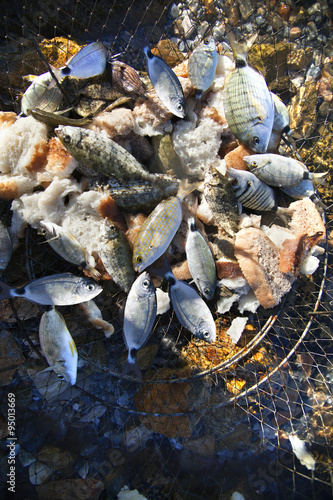 Fresh catch of fish in the fishing basket