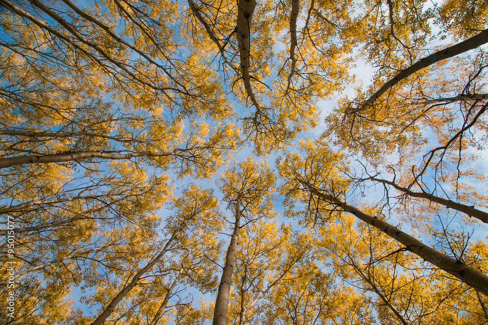 Sky and autumn aspen Sky and autumn aspen