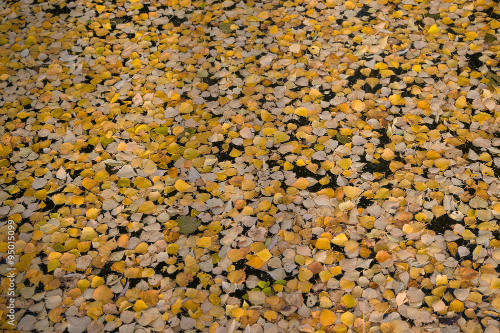 Autumn leaves floating in a pond