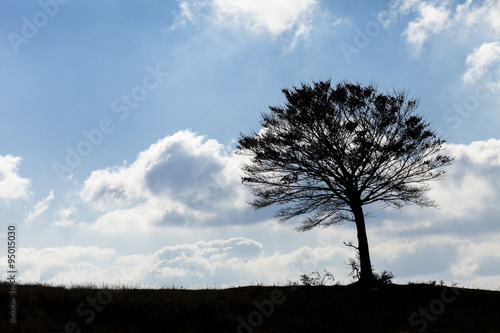 Tutela ambientale ( concetto) . Silhouette di un albero sulla linea dell'orizzonte. Cielo blu con nuvole sullo sfondo