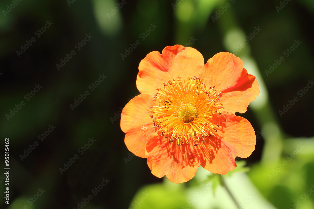 Orange flower of a geum in a garden Orange flower of a geum in a garden