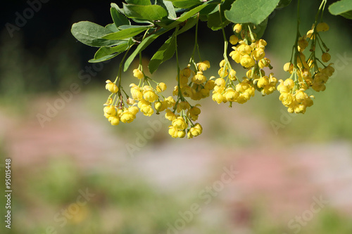 Branch of the blossoming barberry in a spring garden