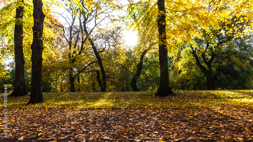Obraz premium blätterbedeckte strasse