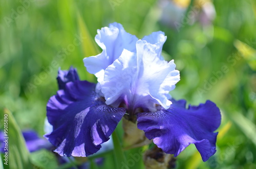 Fototapeta Naklejka Na Ścianę i Meble -  Синий ирис на фоне зелени.