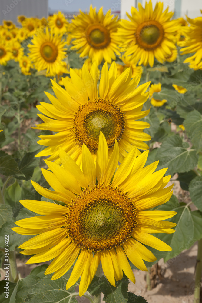 Obraz premium Sunflower in Field