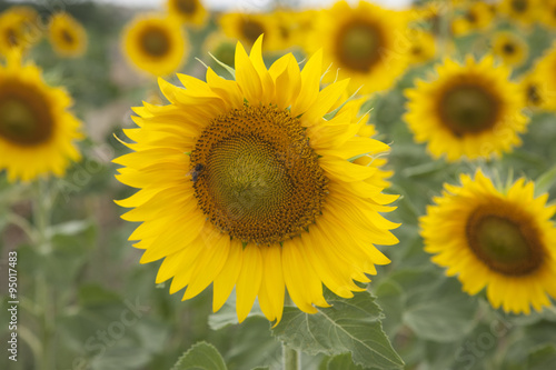 Sunflower in Field