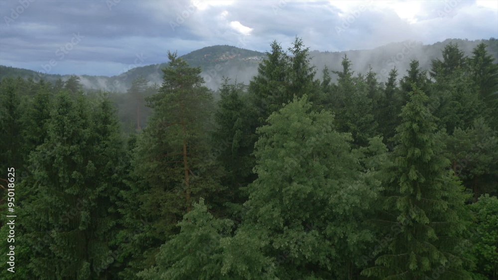AERIAL: Flying over the misty forest AERIAL: Flying over the misty forest