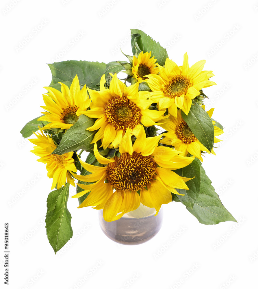 Fototapeta premium bunch of fresh bright sunflowers in glass vase isolated 
