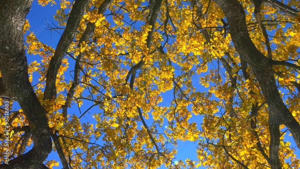 Single oak tree in autumn