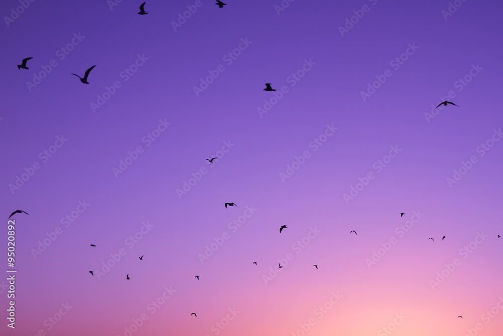 Naklejka premium Gulls silhouetted against a pink and purple sunset