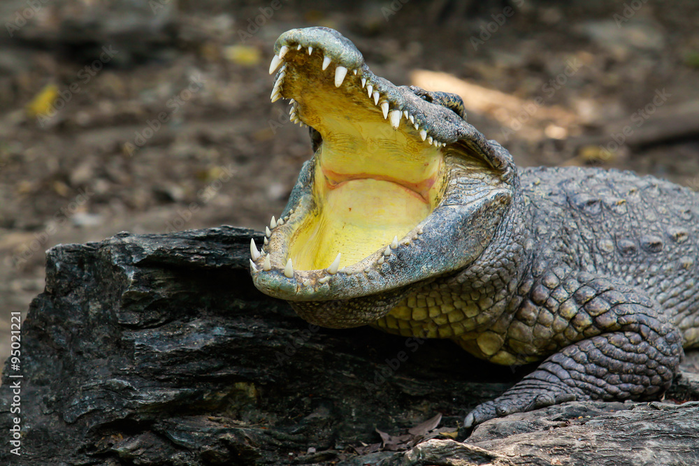 Naklejka premium crocodile