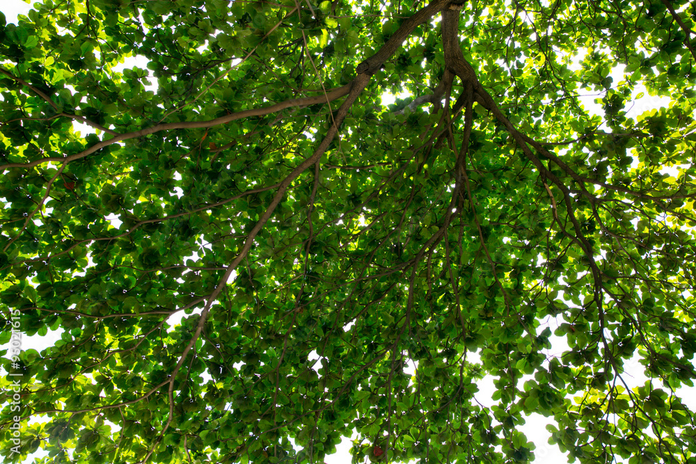 Fototapeta premium forest trees. nature green wood sunlight backgrounds.