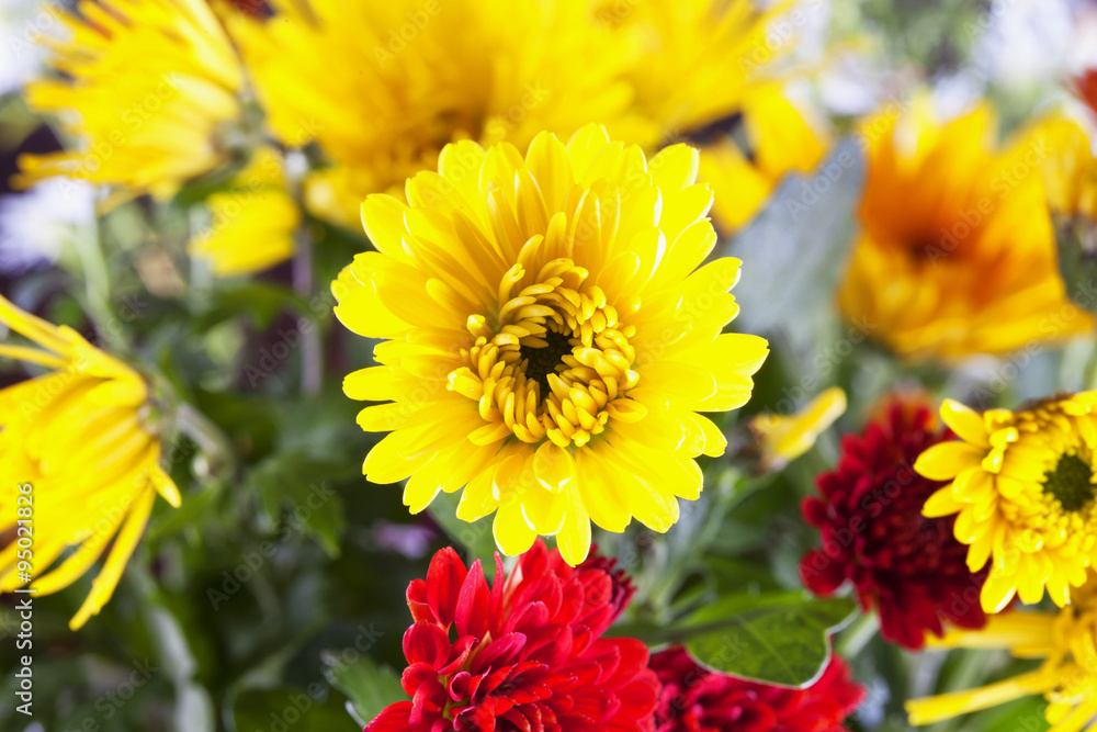Yellow crysantemum in a bunch Yellow crysantemum in a bunch
