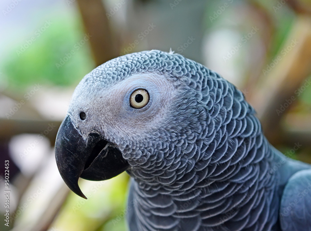 Fototapeta premium African Grey Parrot (Psittacus erithacus) Focus on the details