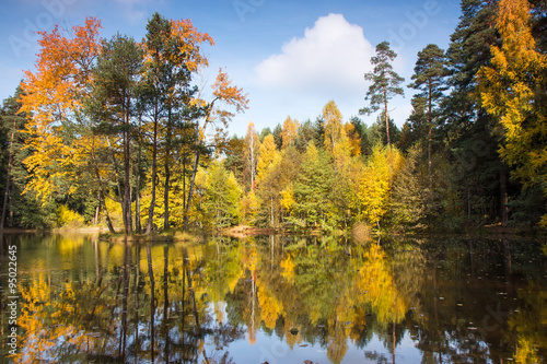 Herbstwald, Wald mit bunten Bäumen