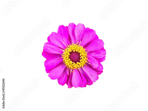 (with clipping path) Isolated single pink flower zinnia on white background