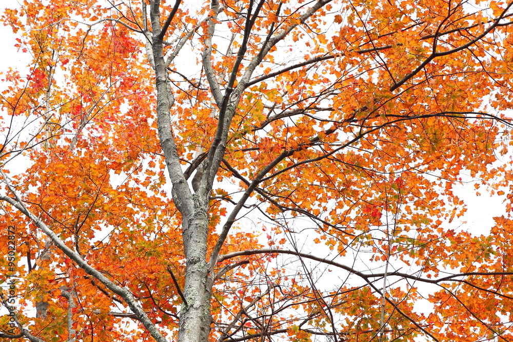 Fall Converse