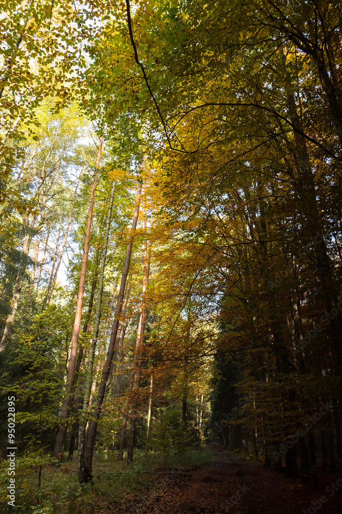 Herbstwald, Wald mit bunten Bäumen