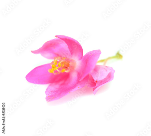 Colorful pink flower, Coral Vine (Antigonon leptopus) isolated o