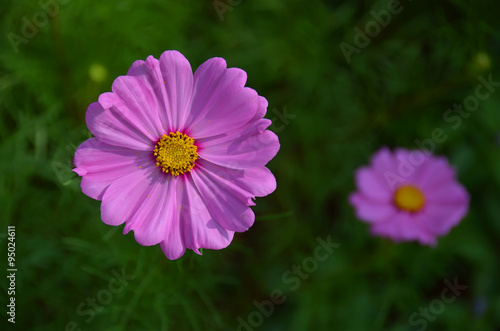 Pink cosmos