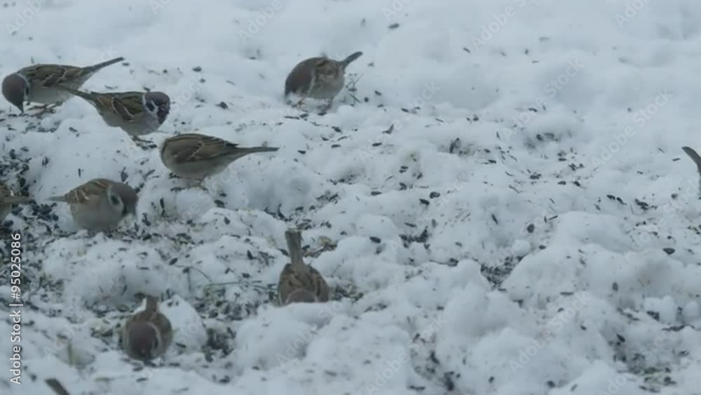 SLOW MOTION: Sparrows eating seeds in cold winter SLOW MOTION: Sparrows eating seeds in cold winter