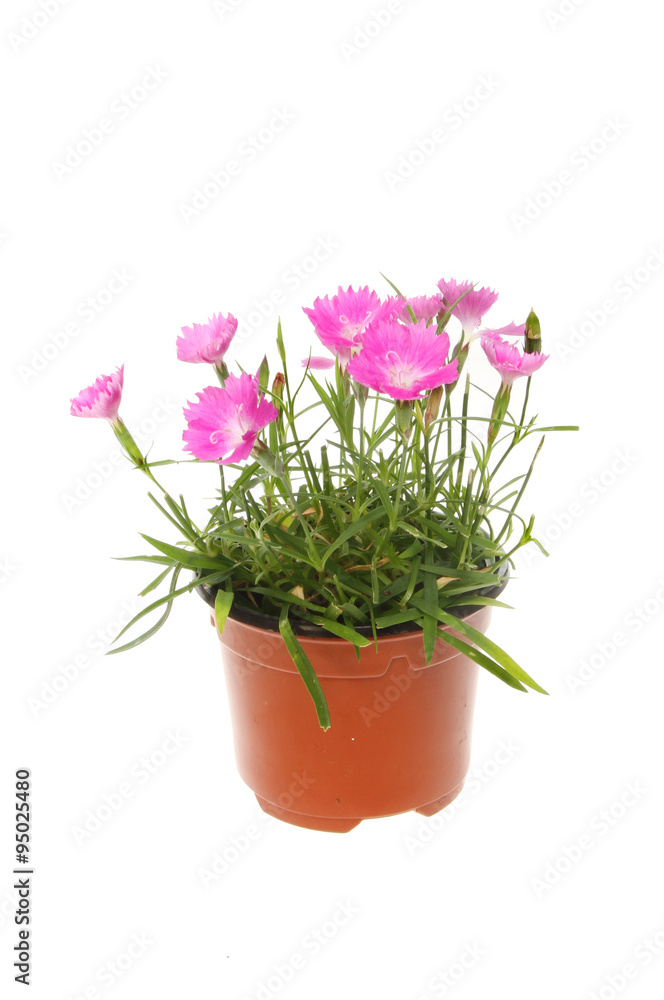 Dianthus plant in a pot Dianthus plant in a pot