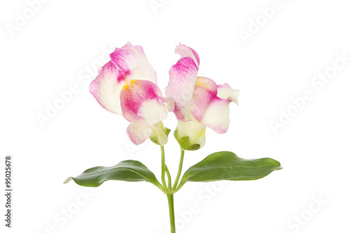 Snapdragon flowers isolated
