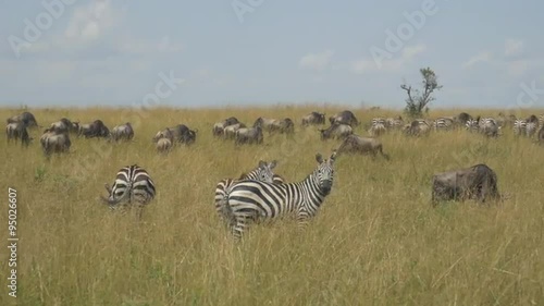 Zebras and wildebeest in African safari Maasai Mara