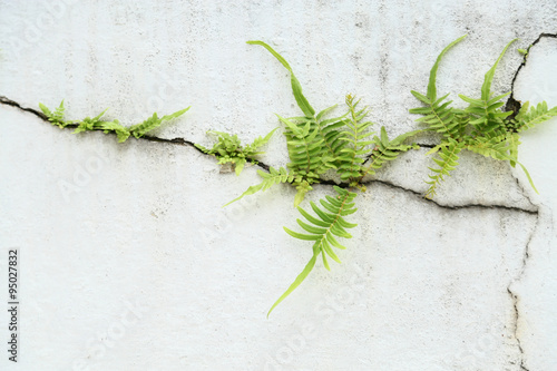 fern on vintage wall, Fern background and empty area for text, Nature on white background.